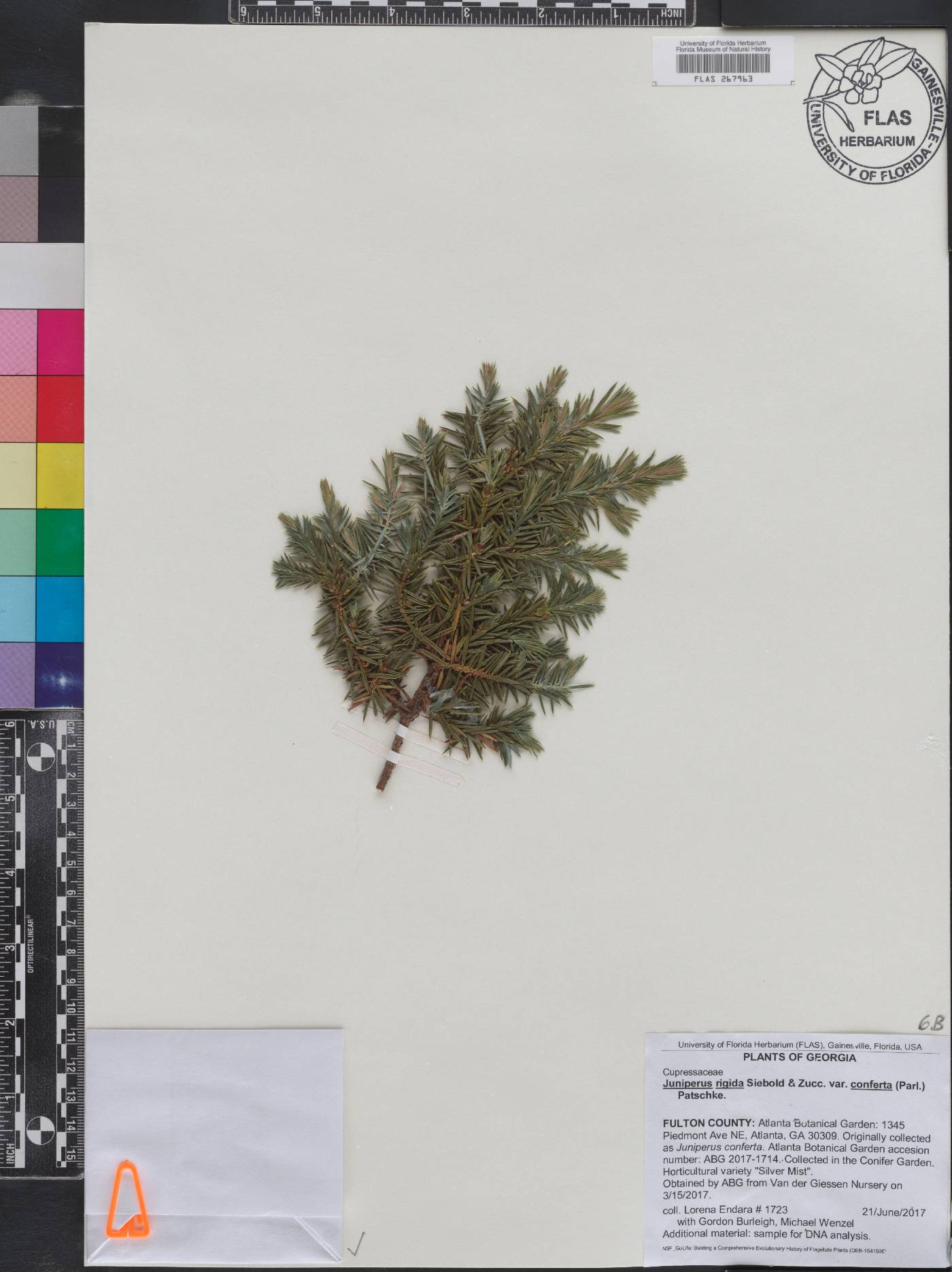 Juniperus rigida image