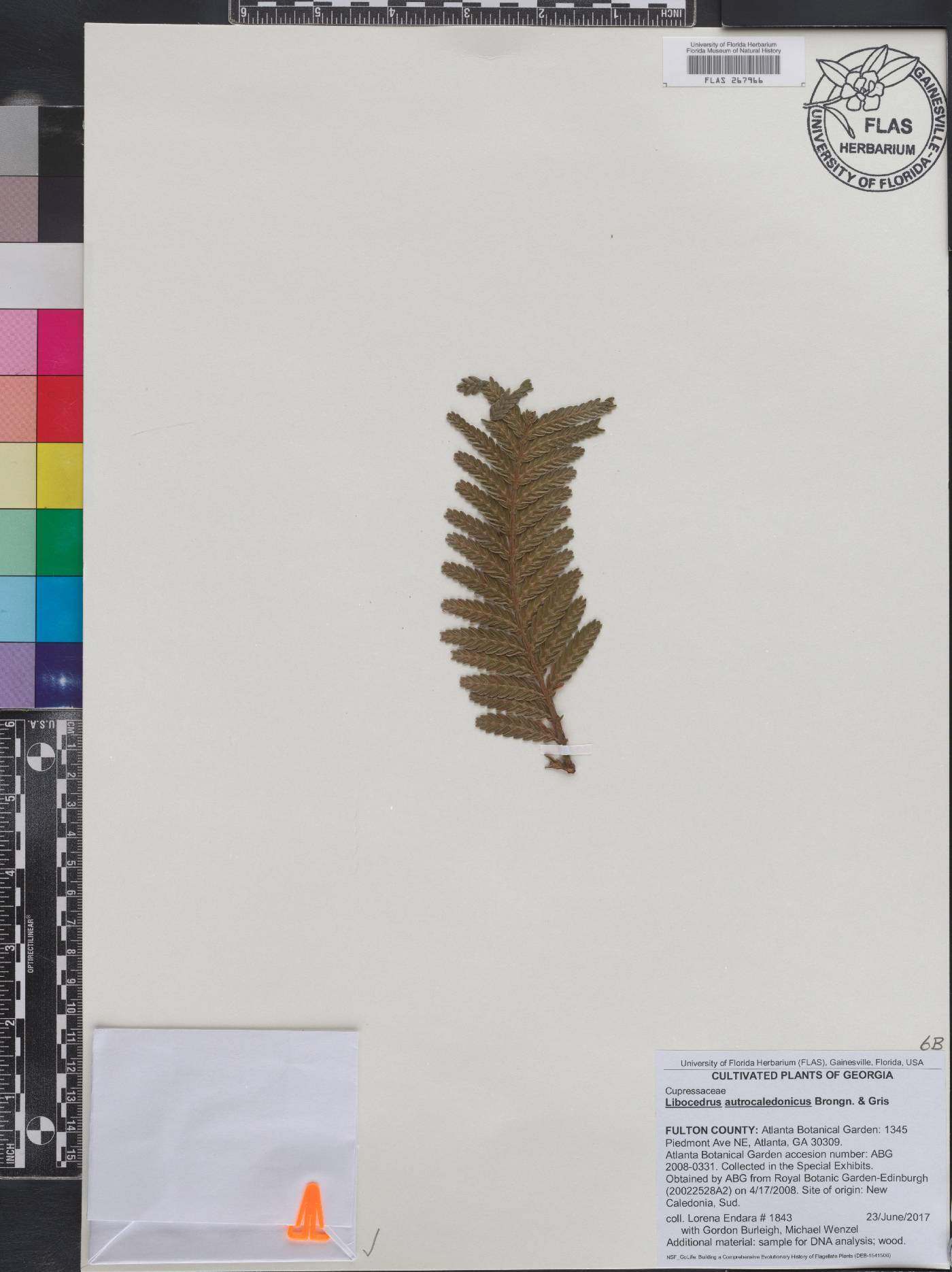Libocedrus austrocaledonica image