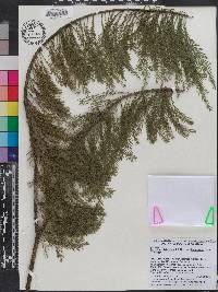 Taxodium distichum var. imbricarium image