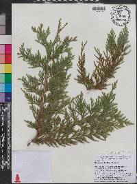 Thuja standishii image