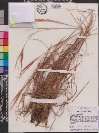 Andropogon gyrans image