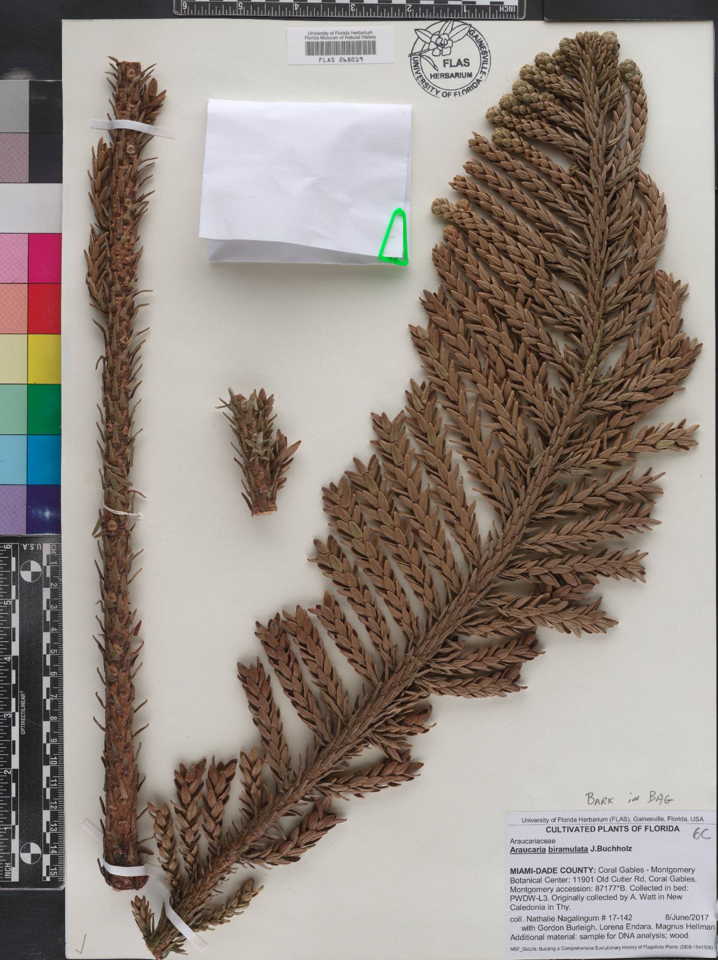 Araucaria biramulata image