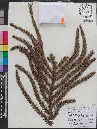 Araucaria laubenfelsii image