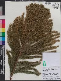 Image of Araucaria nemorosa