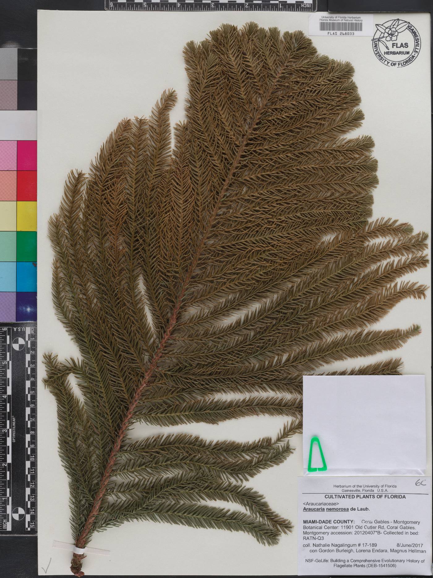 Araucaria nemorosa image