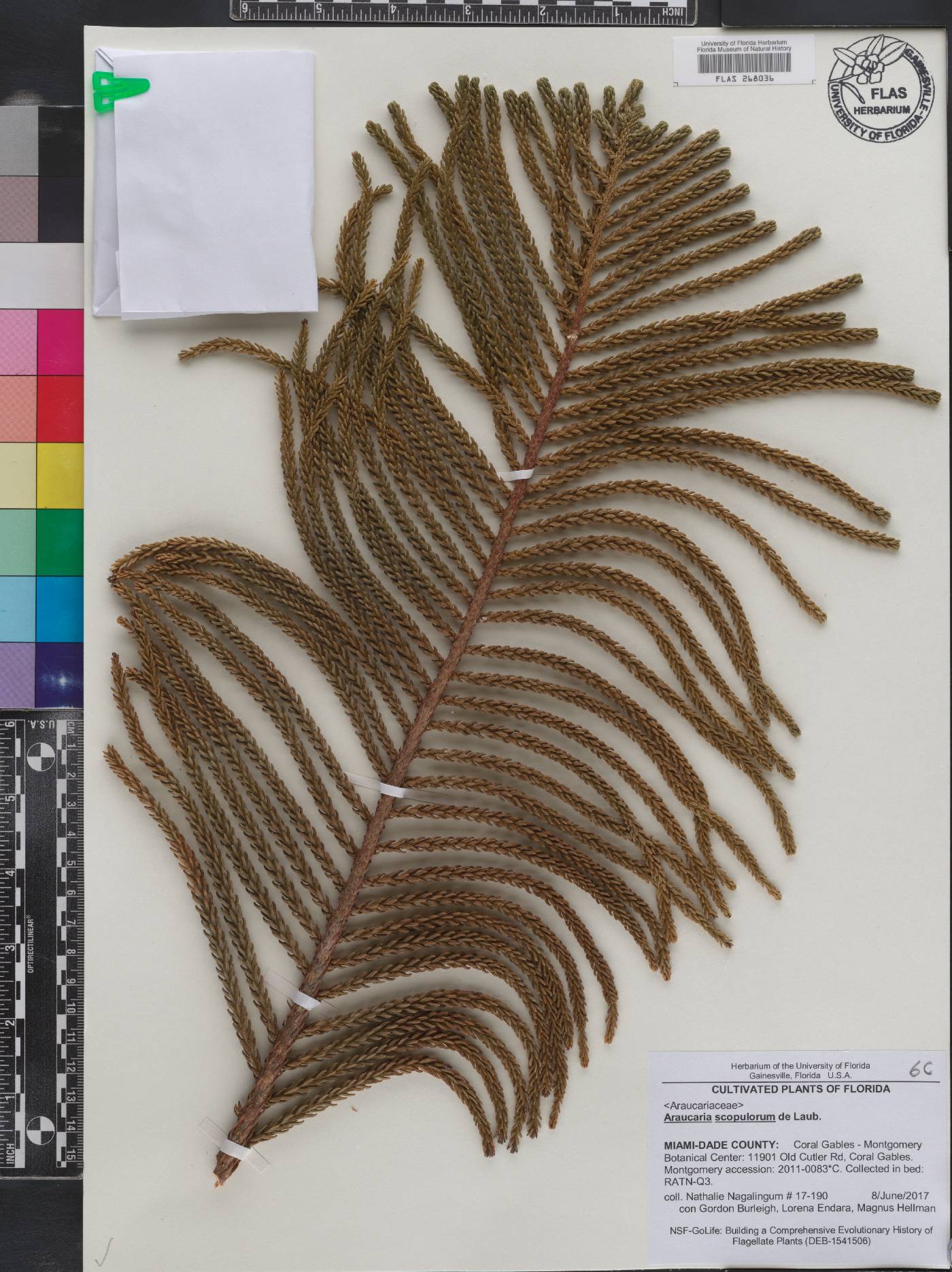 Araucaria scopulorum image