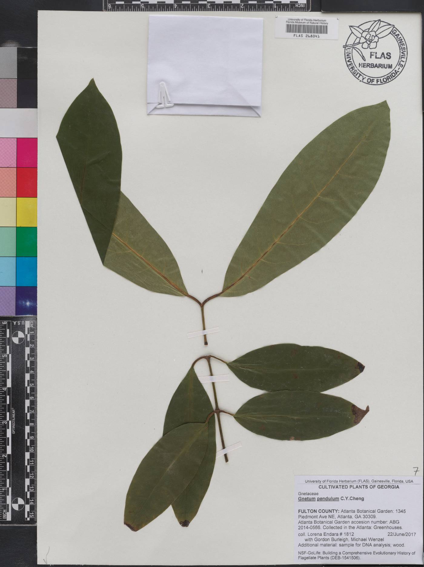 Gnetum pendulum image