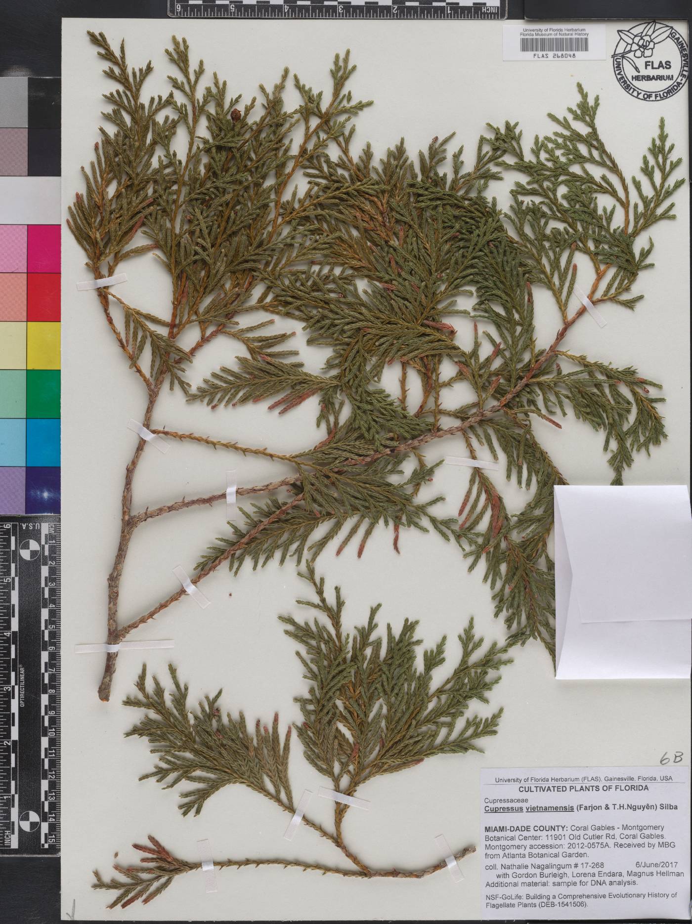 Cupressus vietnamensis image