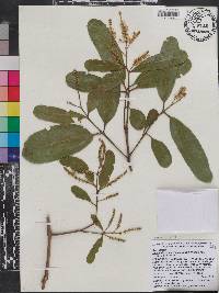 Terminalia arjuna image