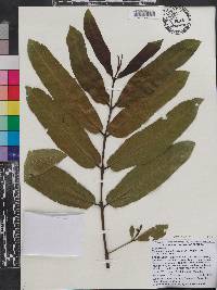 Terminalia arjuna image