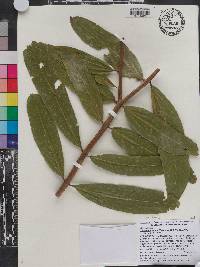Terminalia arjuna image