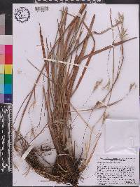 Andropogon arctatus image