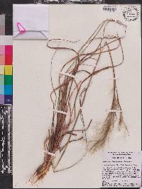 Andropogon brachystachyus image