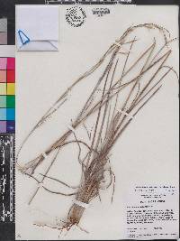 Andropogon virginicus var. glaucus image