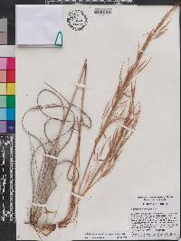 Andropogon virginicus var. glaucus image