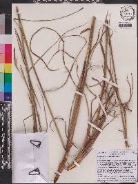 Andropogon floridanus image