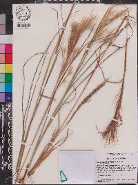 Andropogon glomeratus var. glomeratus image