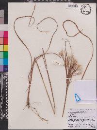 Andropogon glomeratus image