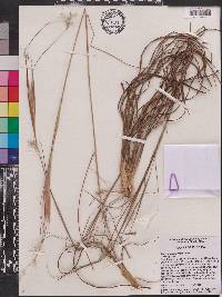 Andropogon gyrans image