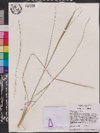 Andropogon gyrans image