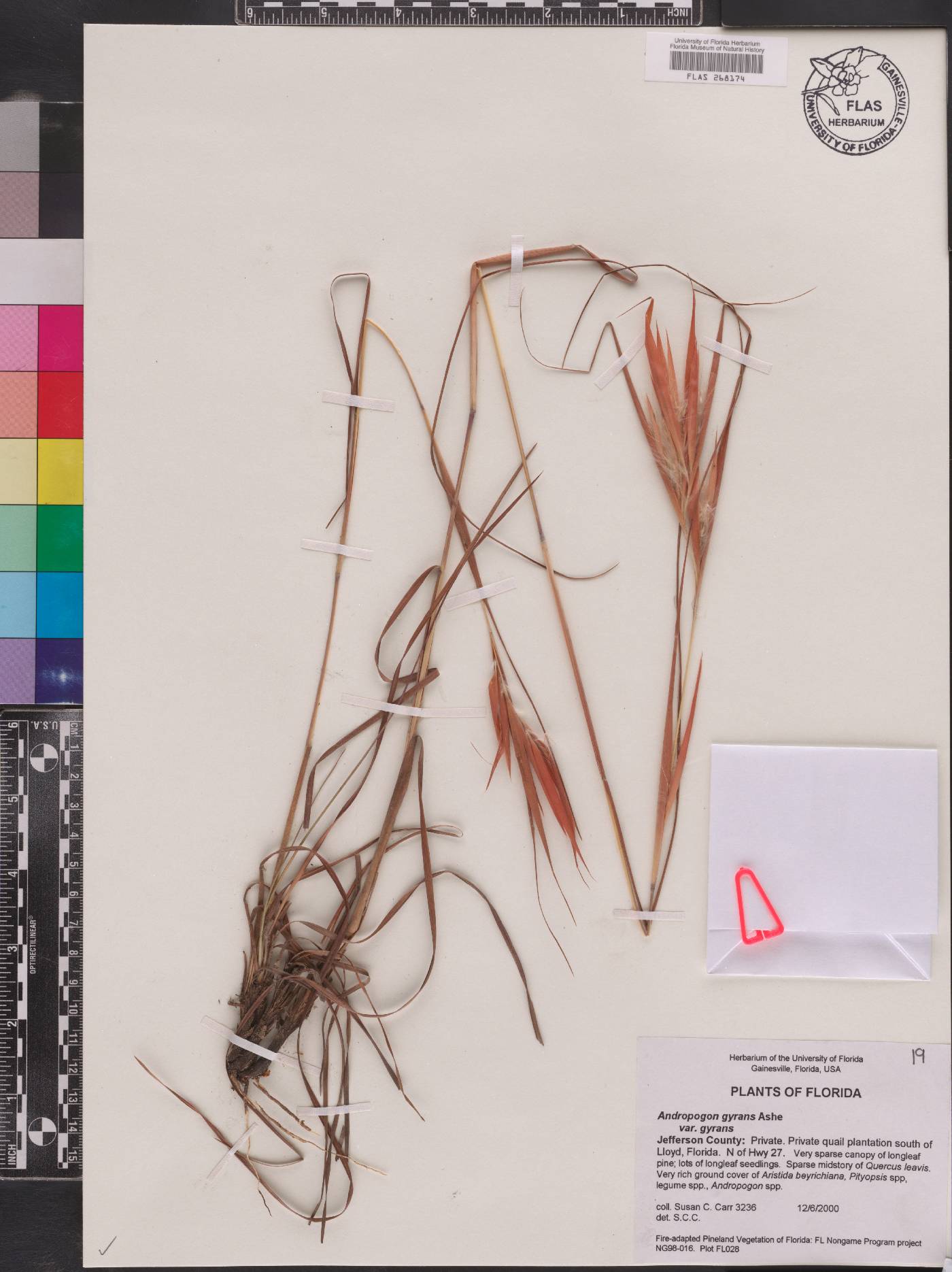 Andropogon gyrans var. gyrans image