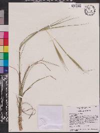 Andropogon gyrans var. gyrans image