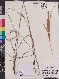 Andropogon gyrans image