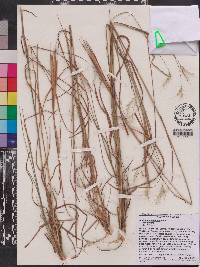 Andropogon gyrans var. gyrans image