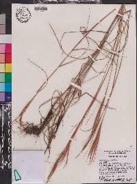 Andropogon gyrans var. gyrans image