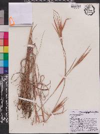 Andropogon gyrans var. gyrans image