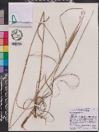 Andropogon gyrans image