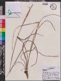 Andropogon gyrans image