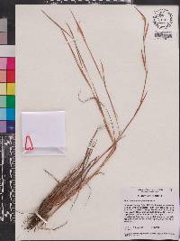 Andropogon perangustatus image