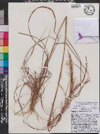 Andropogon glomeratus var. pumilus image