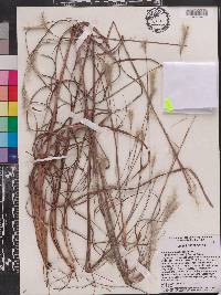 Andropogon ternarius image