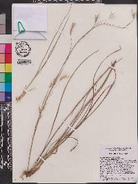 Andropogon ternarius image