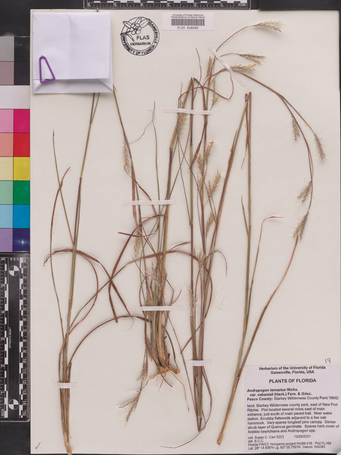 Andropogon ternarius var. cabanisii image