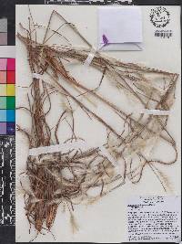 Andropogon ternarius var. ternarius image