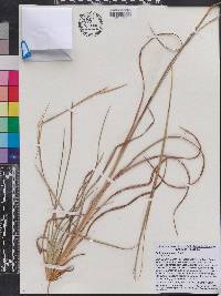 Andropogon tracyi image