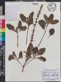 Plectranthus lanuginosus image