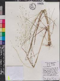 Eragrostis elliottii image