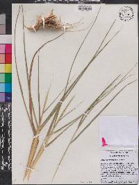 Eragrostis refracta image