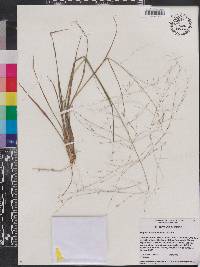 Eragrostis refracta image