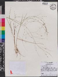 Eragrostis refracta image