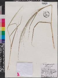 Eragrostis refracta image