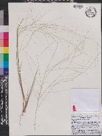 Eragrostis refracta image