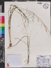 Eragrostis refracta image