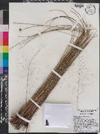 Muhlenbergia capillaris var. capillaris image