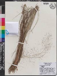 Muhlenbergia capillaris var. capillaris image