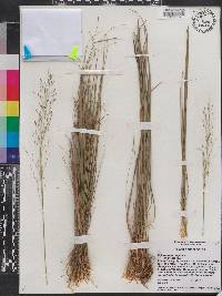 Muhlenbergia capillaris var. trichopodes image